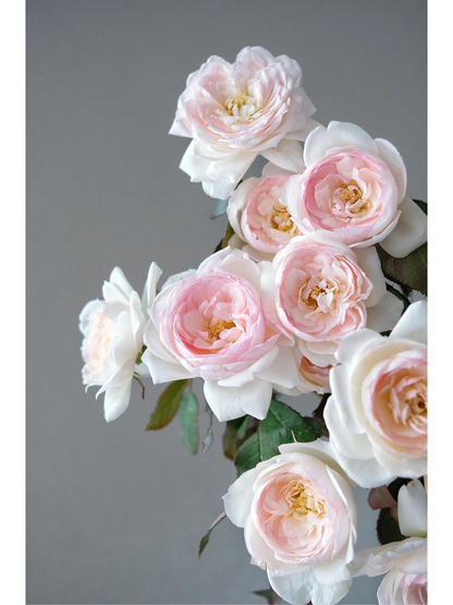 Rose ’Lapin  | ラパン | 小兔子‘