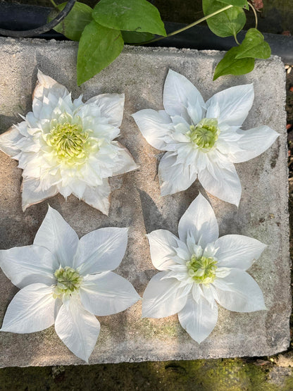 Clematis‘’Pluvia Imprint| 雨的印记‘’｜New Variety 2024｜US Exclusive