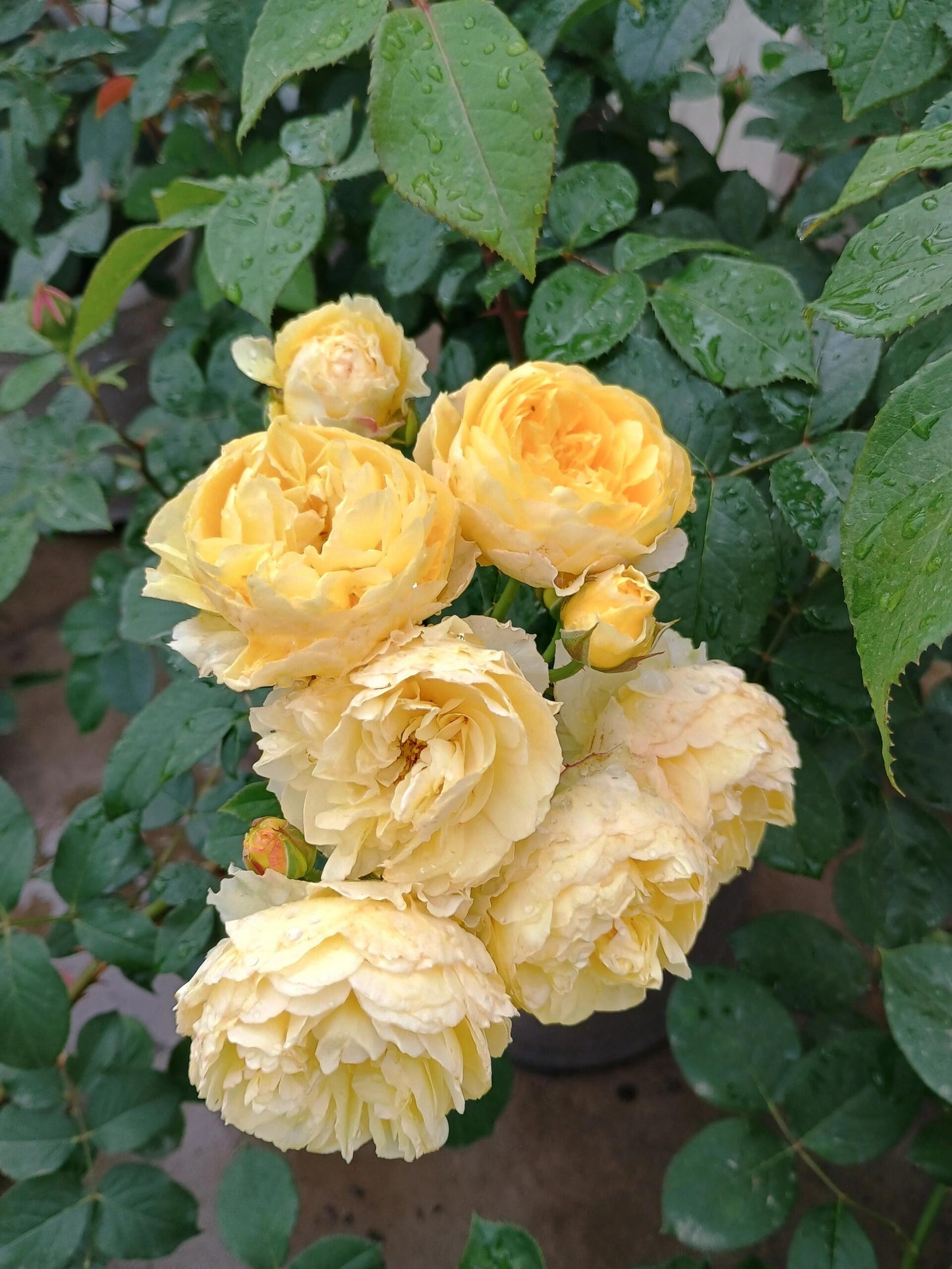 Rose ’ Kagelou| カゲロウ  | 阳炎/蜉蝣  - New varieties 2020