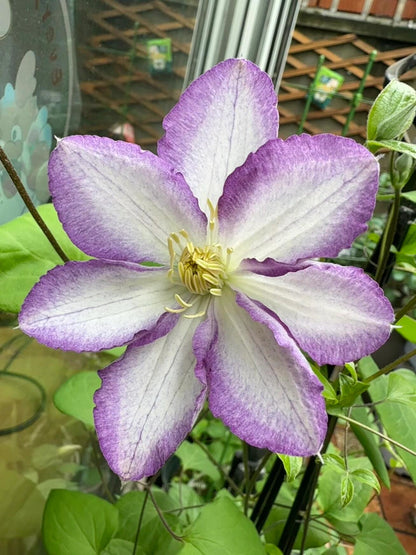 Clematis ‘’Lucky Charm| お守り|幸运符‘’