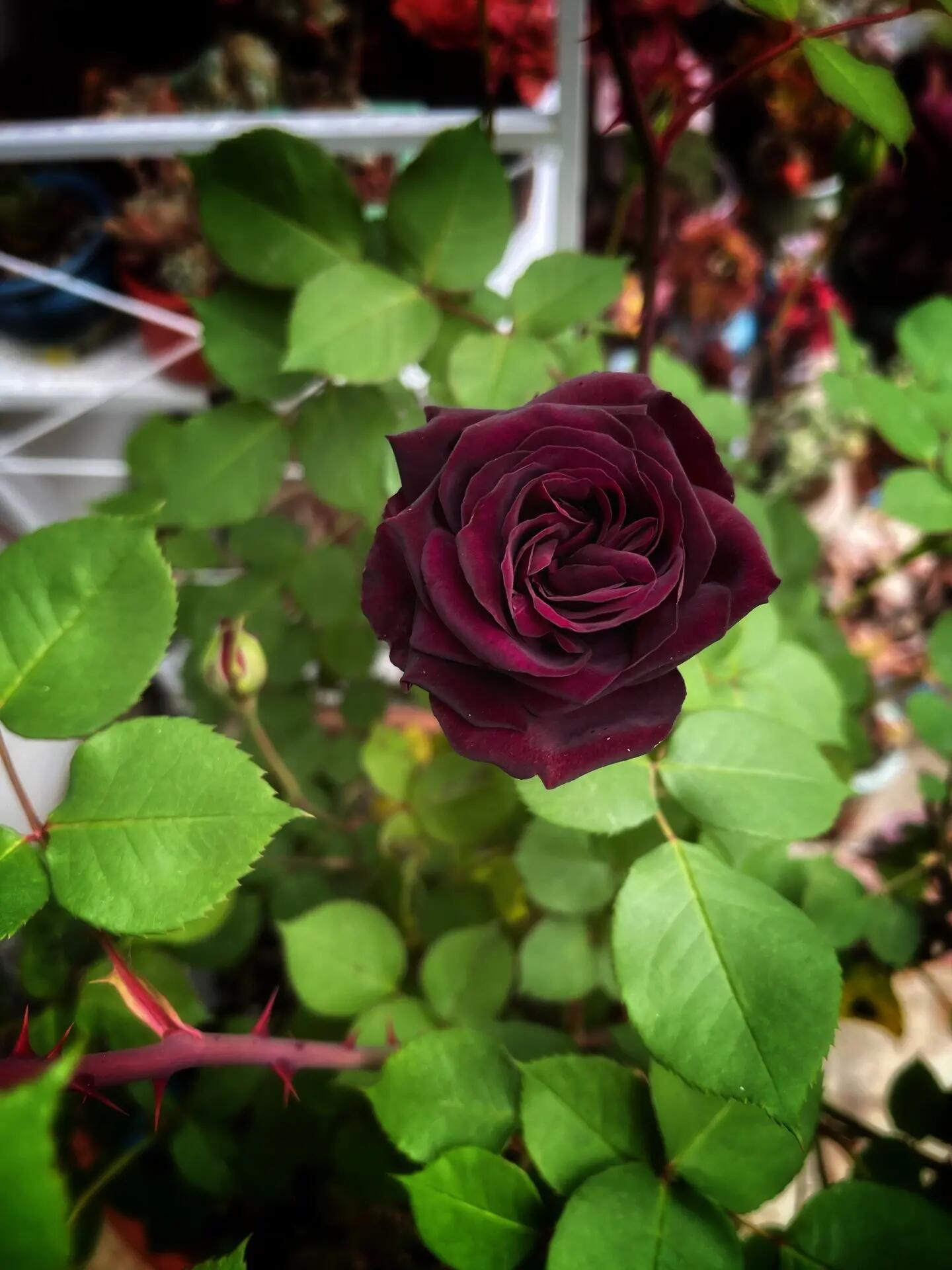 Rose  ‘ Louis XIV｜ルイ14世 ｜路易十四