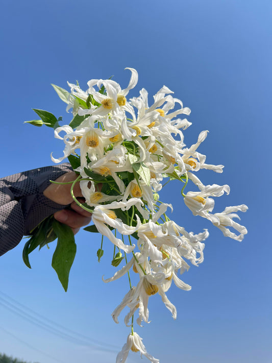 Jasmine Clematis ''Hakuree | ハクレイ| 白麗| 哈库里''