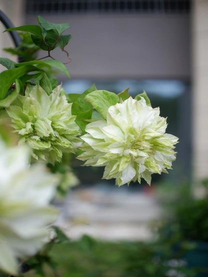 Clematis ‘’Midori |美登利 ‘’
