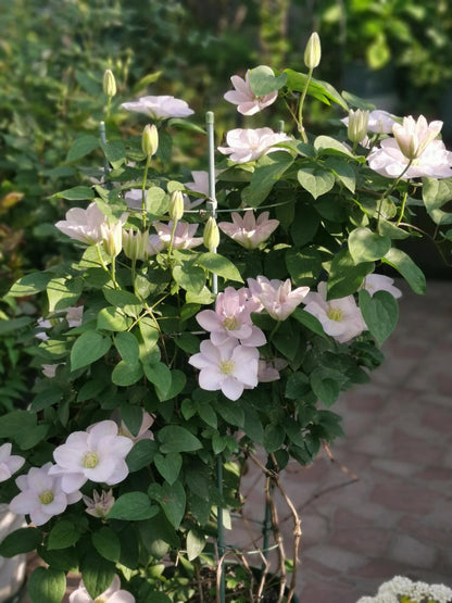 Clematis ‘’Innocent Blush |羞答答‘’
