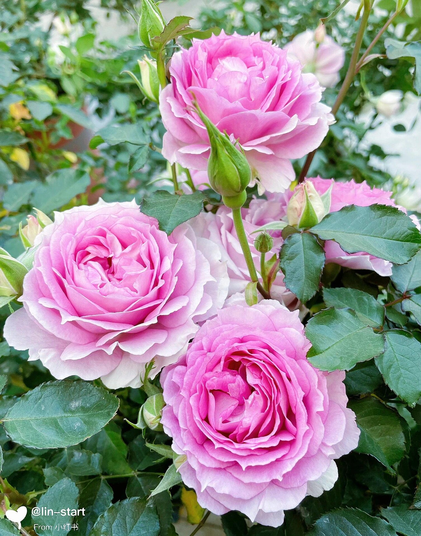 Rose  'Doniazade | 粉天方夜谭 '