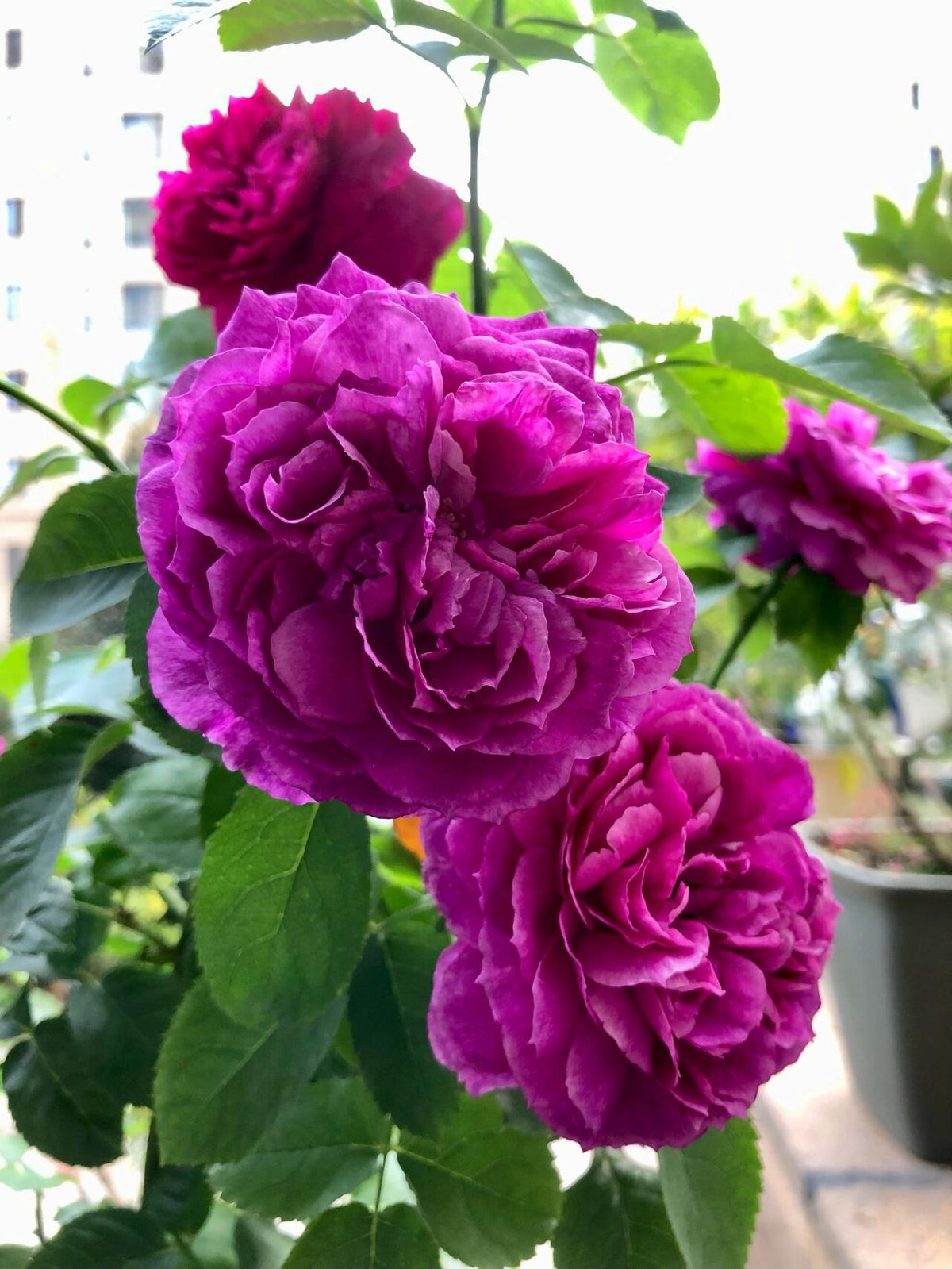 Rose  ‘ Ci Xuan| 慈萱|  - New Variety 2020