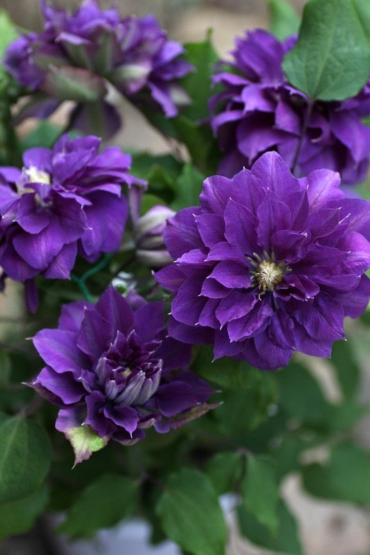Clematis ‘’ShiShinDen｜ししんでん | 紫宸殿‘’