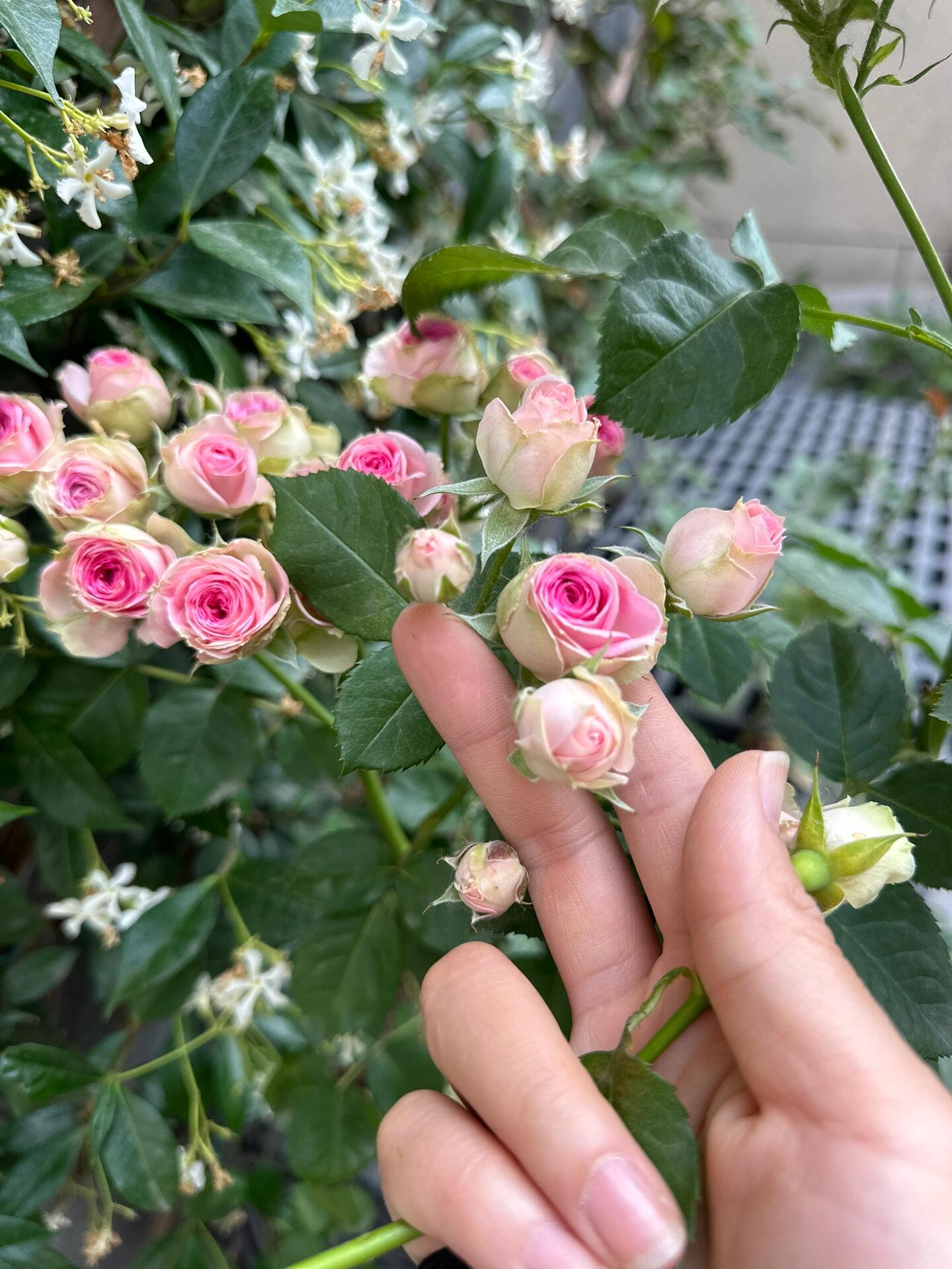 Prolific Rose  ‘ Super Sensation ｜粉多头/ 超感