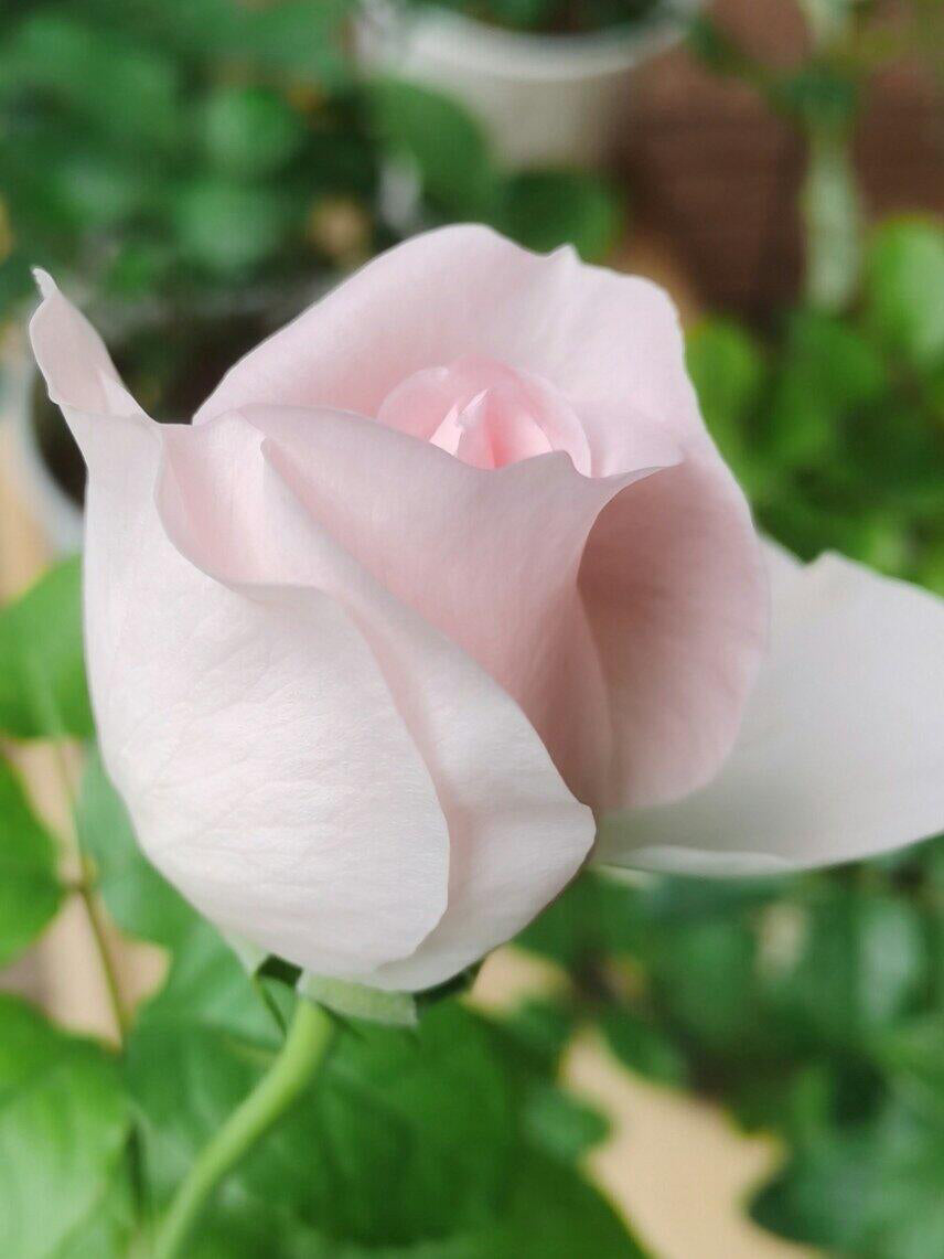 Rose 'Pretty Rabbit' 漂亮的玉兔