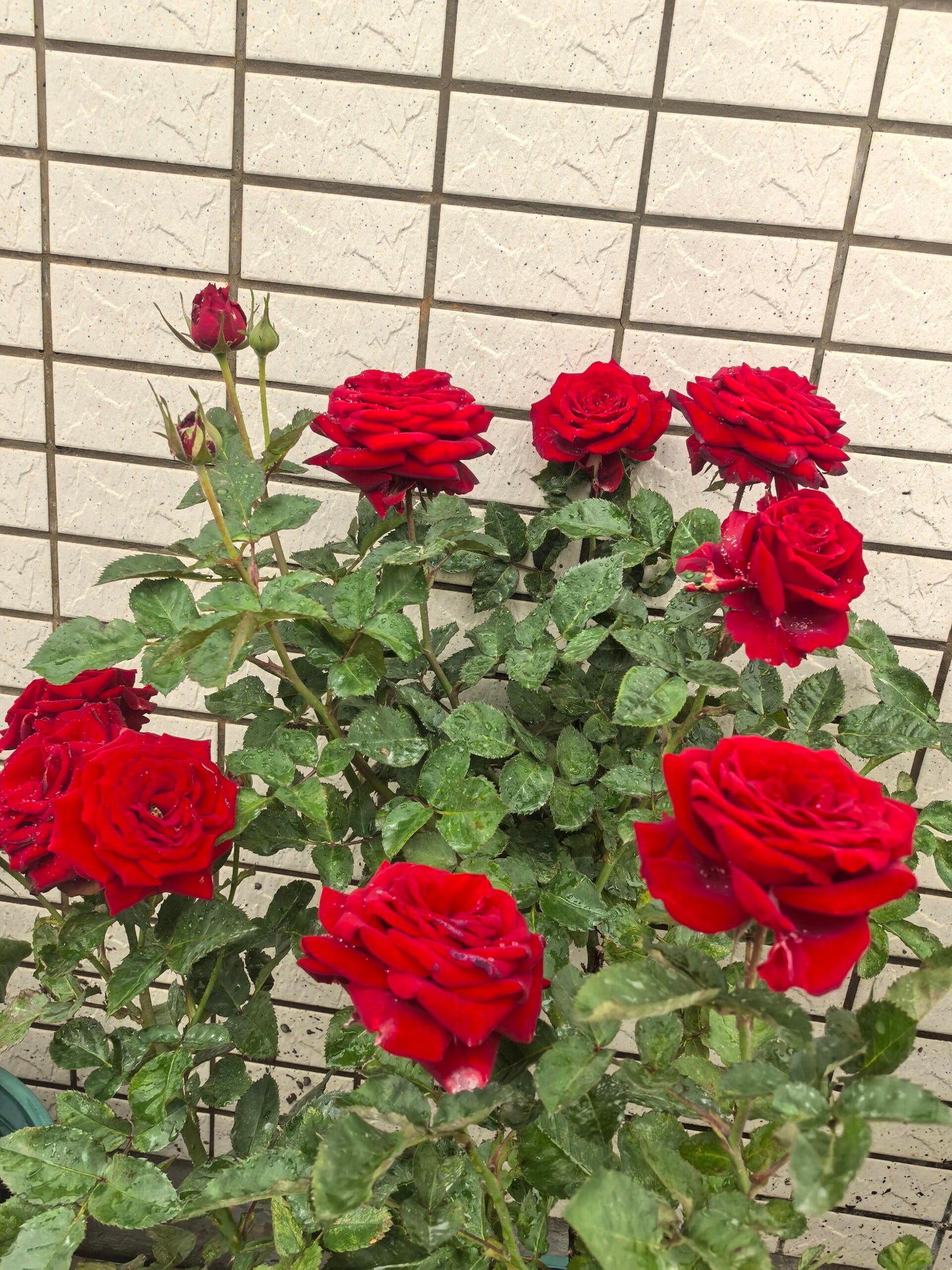 Rose ’ Red Velvet ｜ 红丝绒