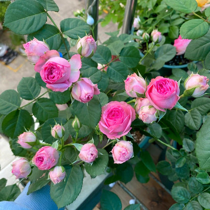 Prolific Rose  ‘ Super Sensation ｜粉多头/ 超感