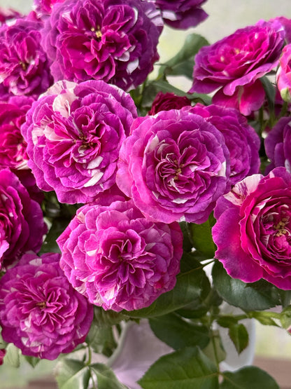 Rose  ’ Scented Jewel｜センティッドジュエル ｜芬芳宝石