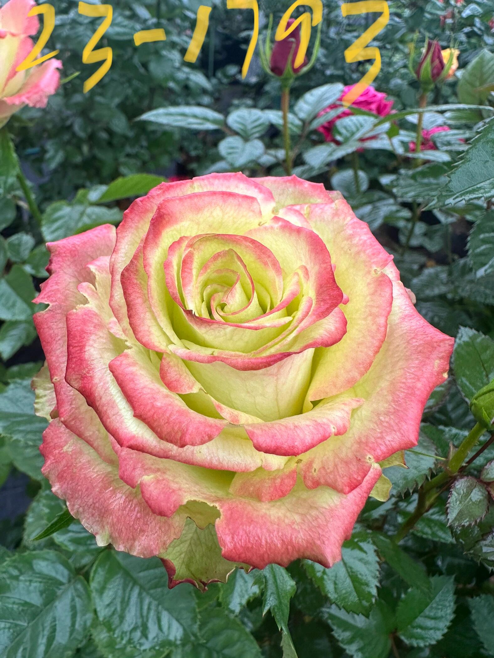 Rose ' Green Apple｜グリーンアップル| 青苹果 - New Variety