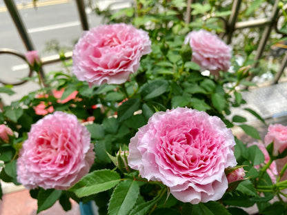 Popular Rose  ‘ Neptune King Terrazza | 海神王 ’
