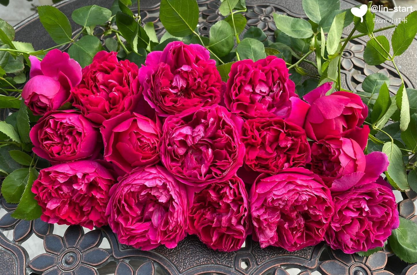 Rose  ‘ Flying Swan ｜Jing Hong｜惊鸿 - New Variety-2021