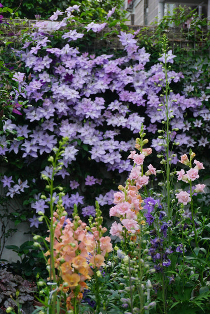Clematis ‘’Reflections｜倒影‘’