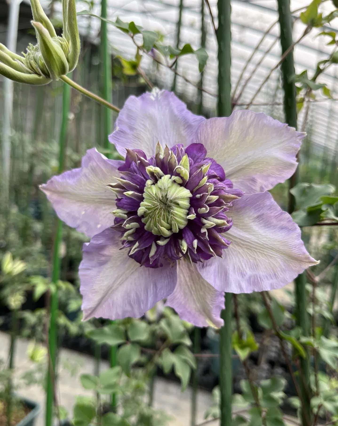 Clematis '  Song of the Secret Garden |  神秘园之歌