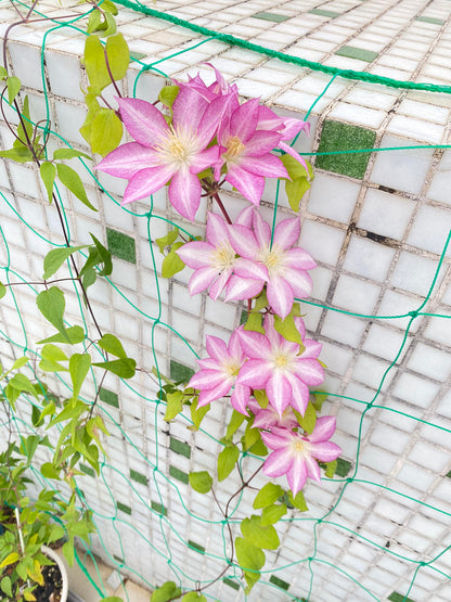 Clematis ''八つ橋｜Yatsuhashi |八桥''