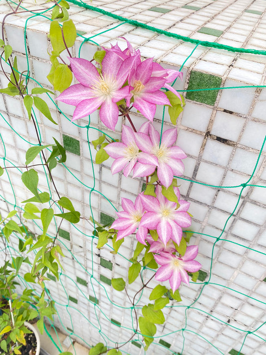 Clematis ''八つ橋｜Yatsuhashi |八桥''
