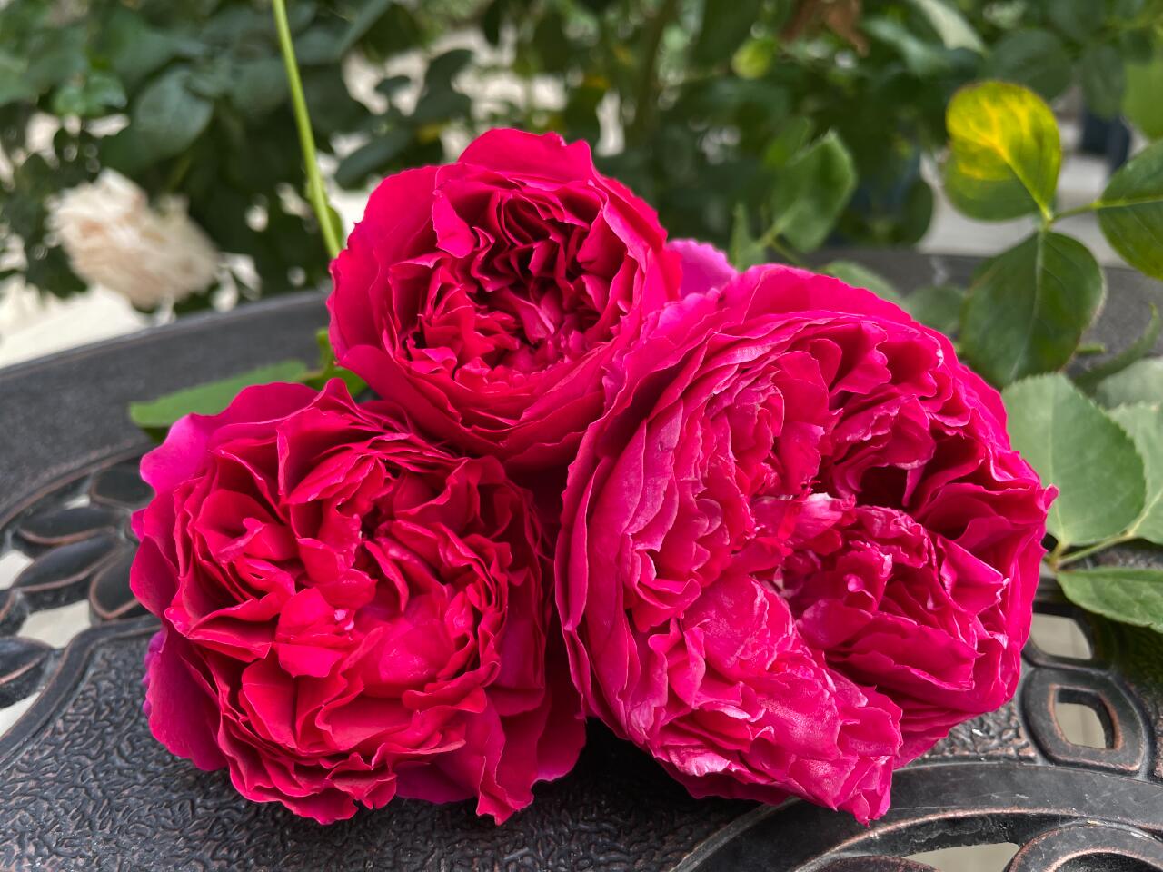 Rose  ‘ Flying Swan ｜Jing Hong｜惊鸿 - New Variety-2021