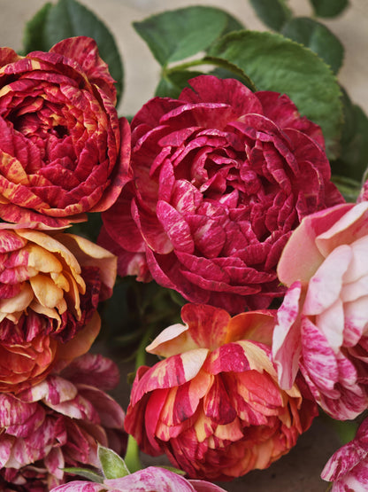 Rose 'Juice Splash' 果汁飞溅
