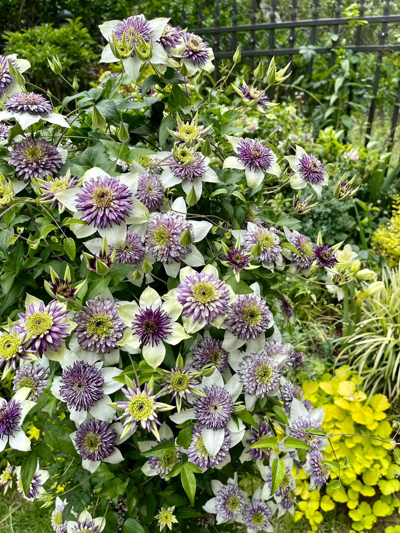 Clematis ‘’New Viennetta|千层雪| 新幻紫‘’