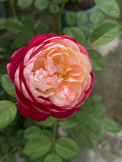 Rose  ‘ Japanese Mon Amou | 和室 ’