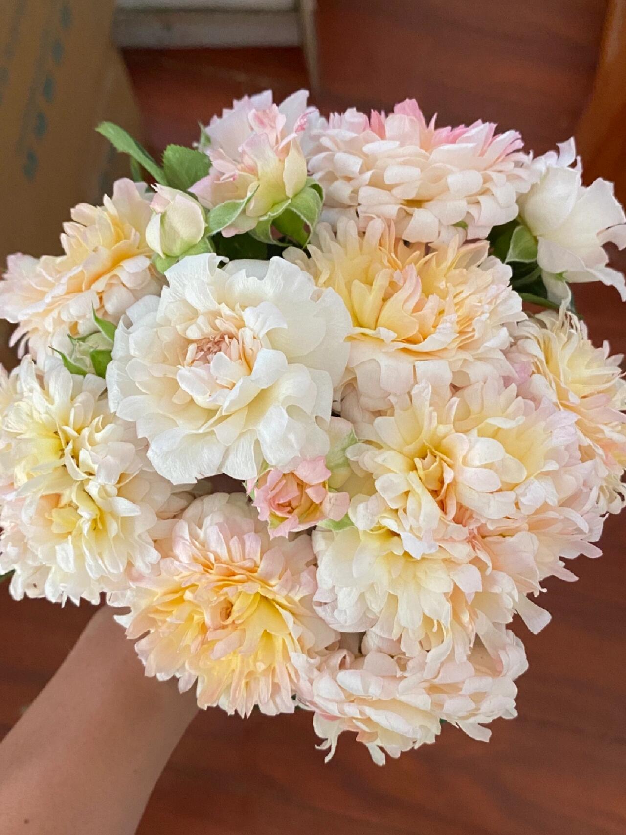 Rare Rose  ‘ Peach Anemone ｜桃子海葵 - New Variety 2023