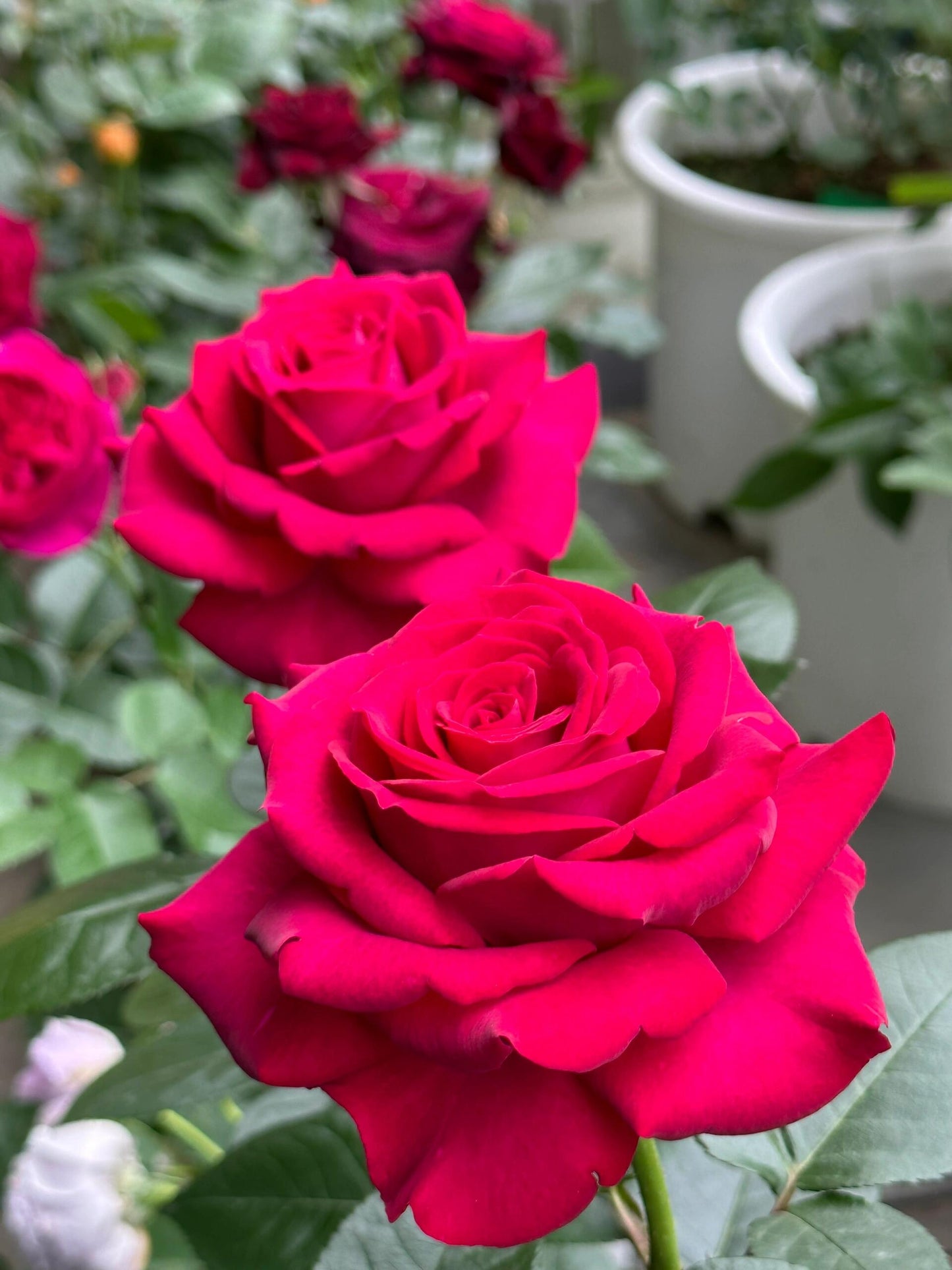 Rose  ’ Belles Rives |  美人丽芙