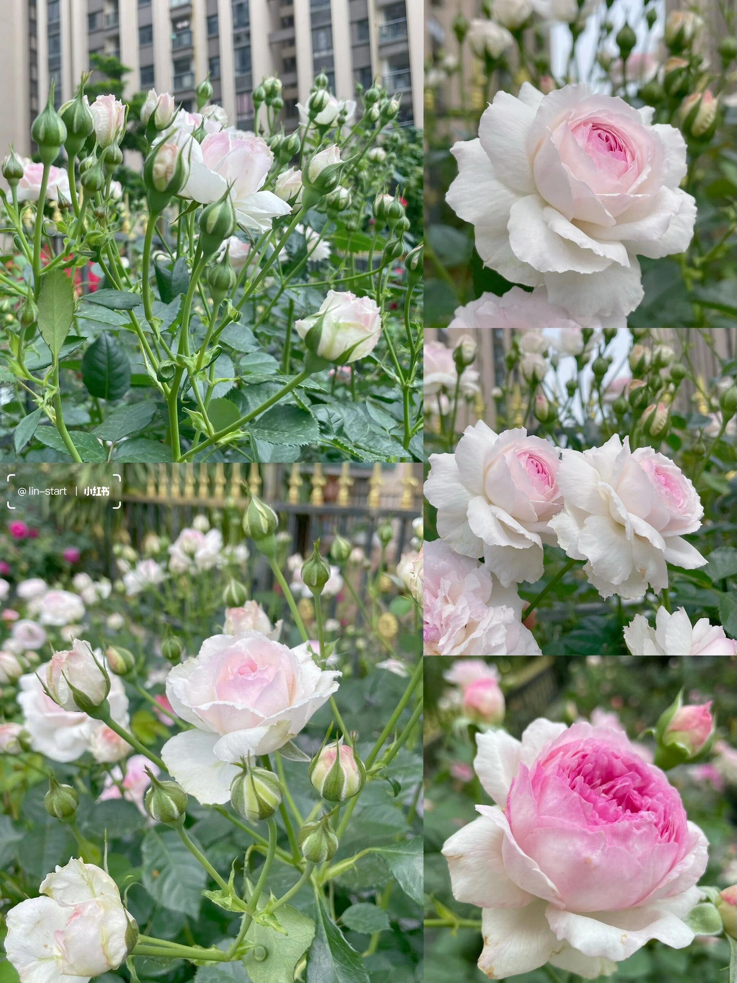 Rose【Vesalius】-1.5 Gal OwnRoot LivePlant｜Prolific Bloomer｜Abundant Blooms｜Strong Fragrance｜萨维里｜Bun-shaped Petals｜Tall Growth｜Upright Habit