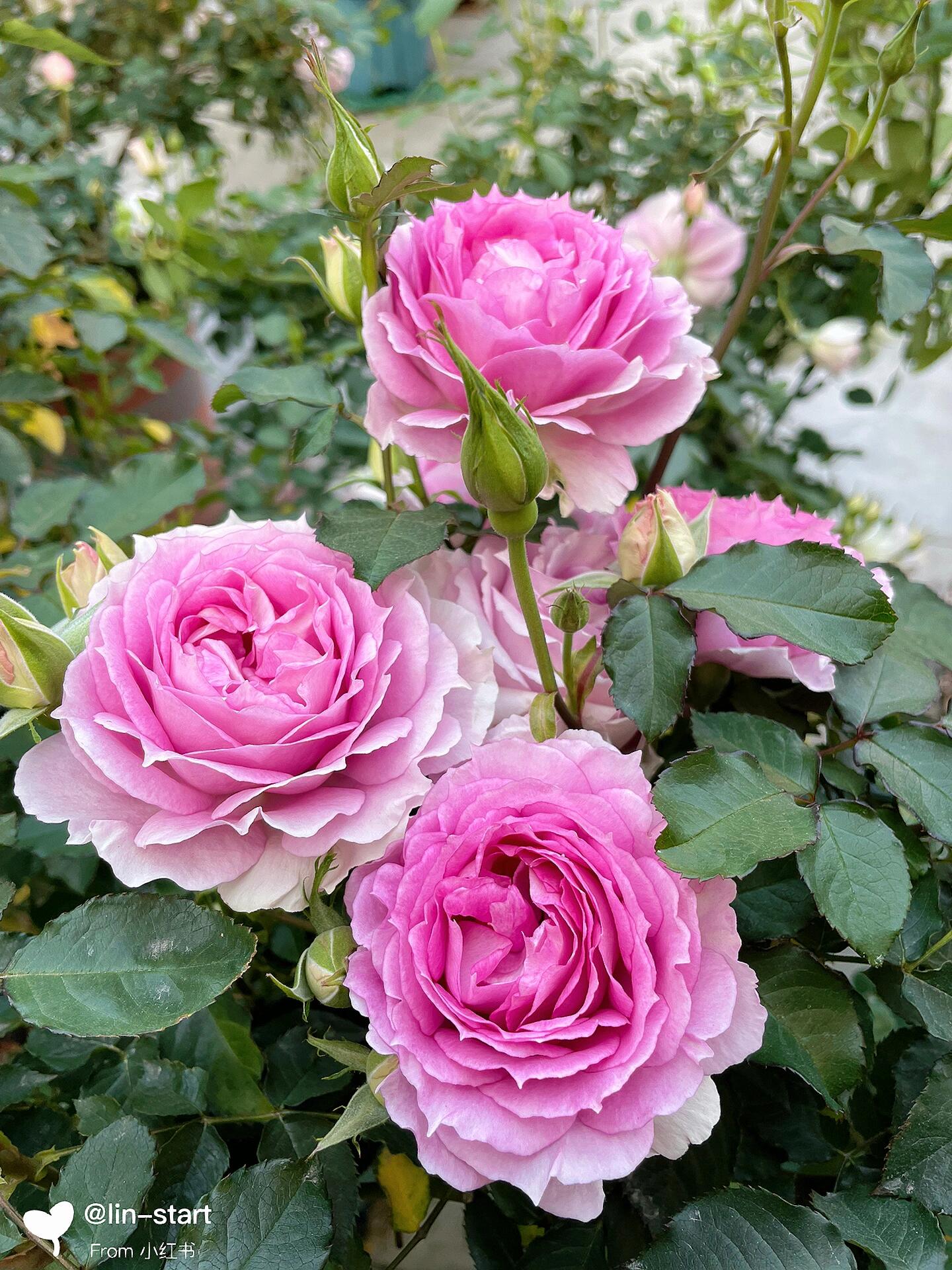 Rose  'Doniazade | 粉天方夜谭 '