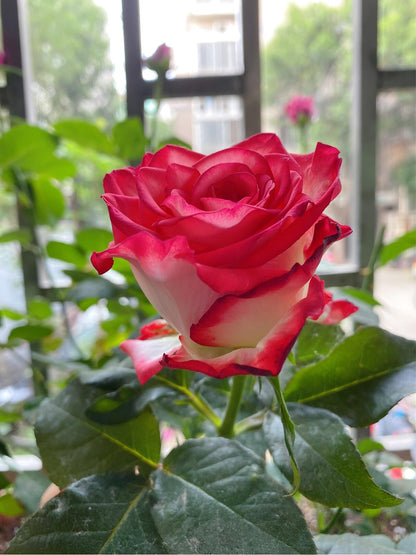 Rare Rose  ’ Yashica｜切花胭脂扣 ｜雅西卡 - New variety