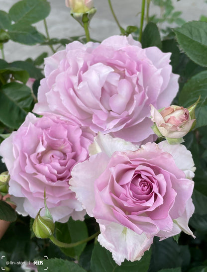 Rose  ’ Lu Ning Xiang｜露凝香 - New 2022