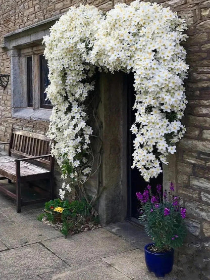 Clematis ‘’Avalanche｜雪崩‘’