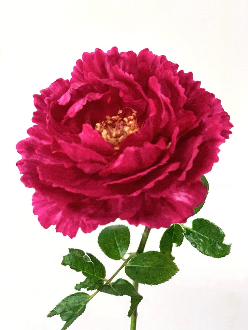 Rose  ’ Ligare｜リガーレ  真彩 230