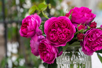 Rose  ‘ Ci Xuan| 慈萱|  - New Variety 2020