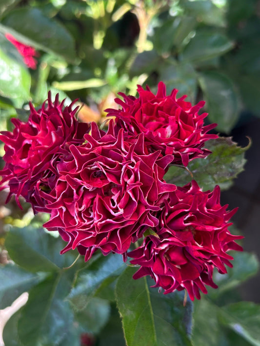 Rose  ’ Fun ｜乐趣海葵  - New variety 2022