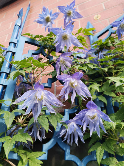 Clematis ‘’Maidwell Hall｜梅德维尔‘’