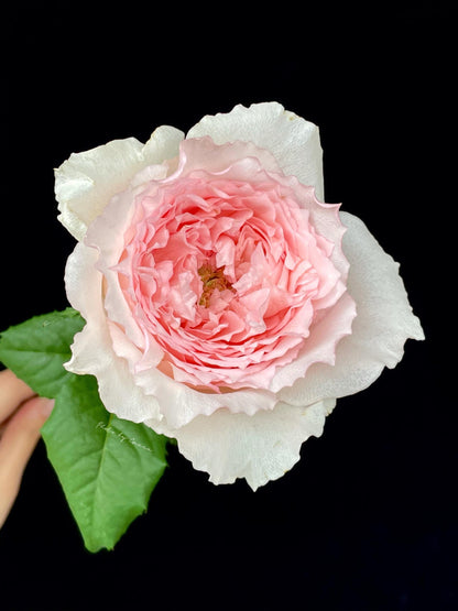 Rose  ’ Flow｜フロウ | 涌流