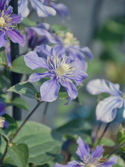 Clematis ' Sizaia Ptitsa｜ 幸福之鸟 ’