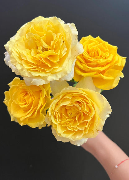 Rose  ’ Shell｜ 贝壳