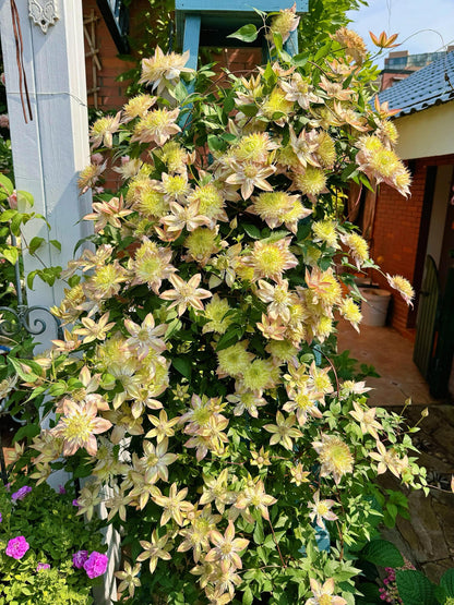 Clematis ''Shamshe |昼の天使|  昼天使| 桃万重''