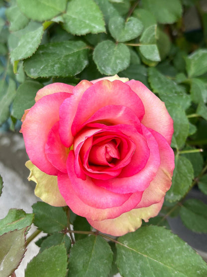 Rose is  ‘ Monroe ｜ 梦露