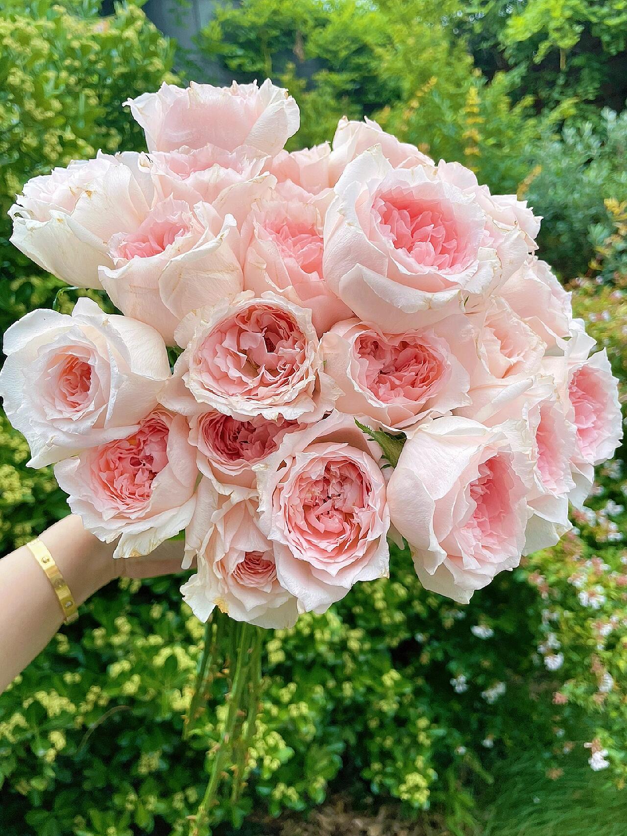 Rose  ’ Flow｜フロウ | 涌流