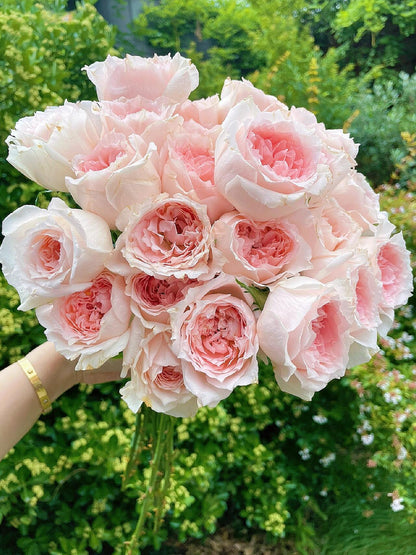 Rose  ’ Flow｜フロウ | 涌流