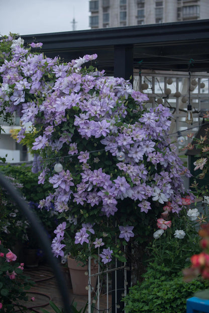 Clematis ‘’Reflections｜倒影‘’