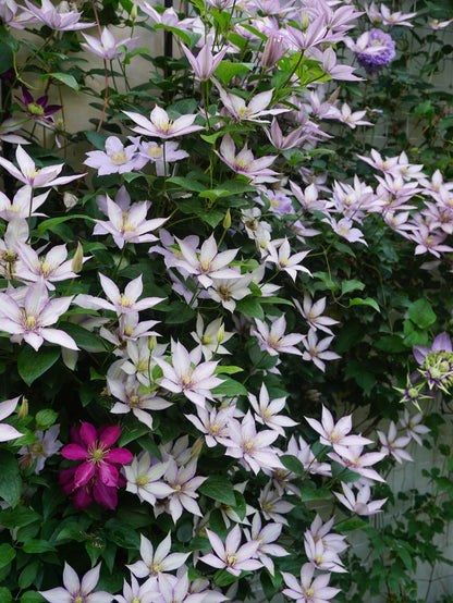 Clematis ‘’Samaritan Jo| 撒马利亚乔‘’