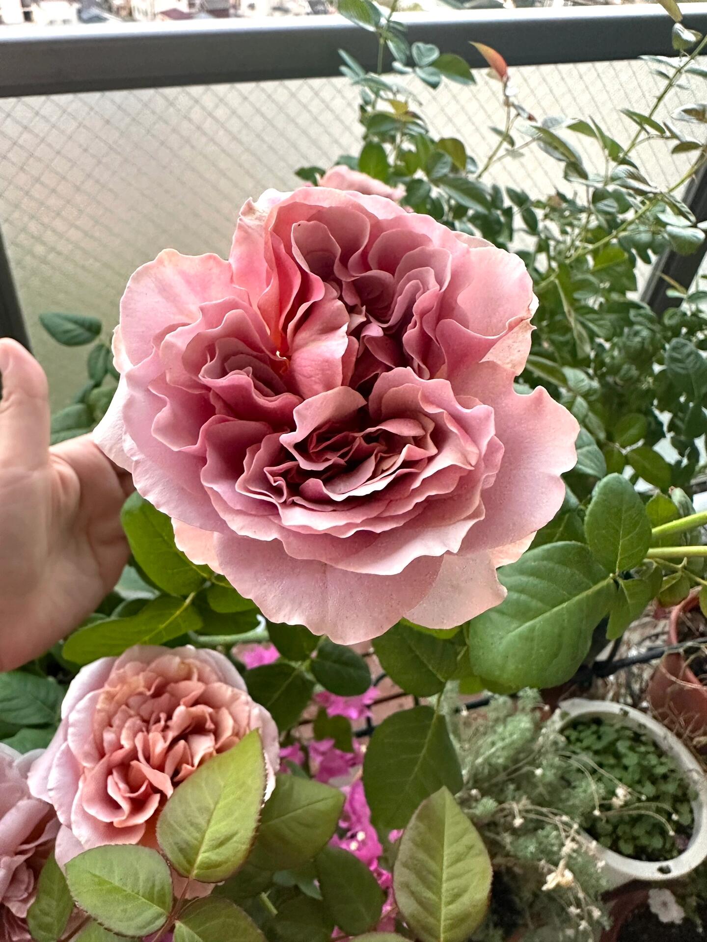 Rose ‘ Caffe Latte  ｜拿铁咖啡‘