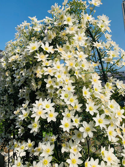 Clematis ‘’Joe｜银币‘’