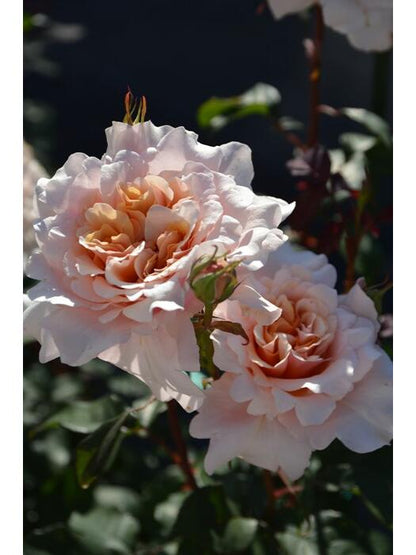 Rosa ’ Ben Weatherstaff｜ ベン ウェザースタッフ|   园丁老班 - New Variety 2020